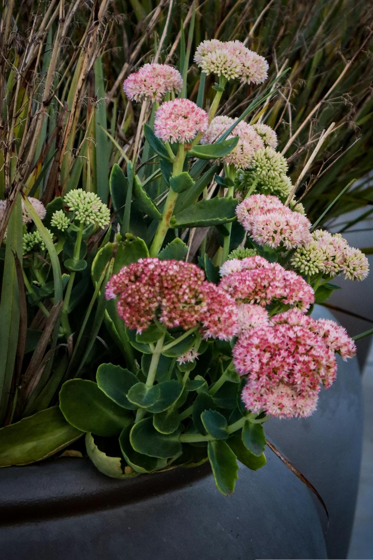 Was Blumen auf dem Friedhof zu pflanzen, um den ganzen Sommer blühen / Foto pexels.com