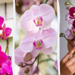 Die Orchidee wird im Herbst blühen, wenn Sie sie einmal