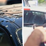 Vögel kacken nicht mehr auf Autos: Das müssen Sie tun