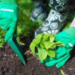 Wann man im Herbst Erdbeeren pflanzt, um im Frühjahr eimerweise