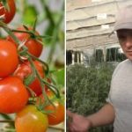 Warum Tomaten im Wachstum stecken bleiben: verborgene Gründe und wie