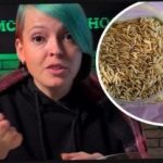 Wie man Apfelweinpflanzen auswählt und seine Nachbarn mit einer Ernte überrascht: ein Gärtner gab effektive Tipps Wie man Apfelweinpflanzen auswählt und seine Nachbarn mit einer Ernte